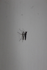 Neriidae