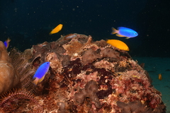 Pomacentrus coelestis