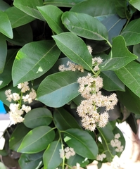Ehretia tinifolia