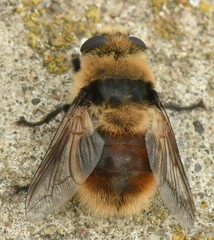 Cephenemyia stimulator