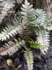 Adiantum latifolium