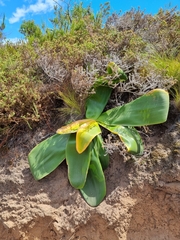 Brunsvigia orientalis