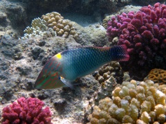 Halichoeres hortulanus