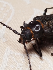 Acanthinodera cumingii