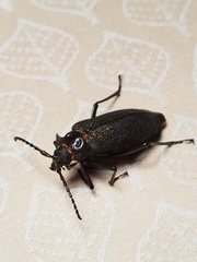 Acanthinodera cumingii