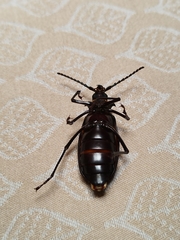 Acanthinodera cumingii