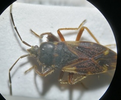 Eremocoris plebejus