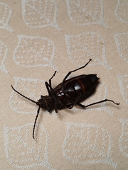 Acanthinodera cumingii