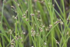 Isolepis sepulcralis