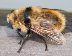 Cephenemyia stimulator
