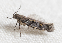 Glauce pectenalaeella
