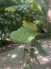 Coccoloba rugosa