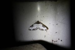 Melanthia procellata