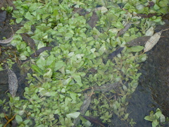 Veronica anagallis-aquatica
