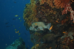 Plectorhinchus chaetodonoides