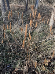 Agastache nepetoides
