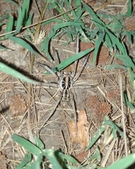 Araneae