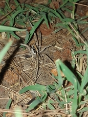 Araneae