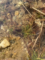 Eriocaulon aquaticum