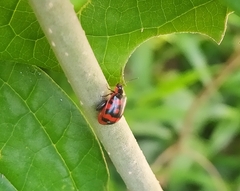 Alagoasa trifasciata