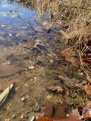 Eriocaulon aquaticum