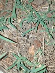 Araneae