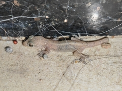 Hemidactylus bowringii