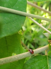 Alagoasa trifasciata