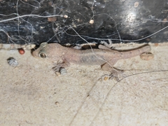 Hemidactylus bowringii