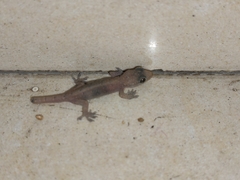 Hemidactylus bowringii