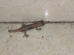 Hemidactylus bowringii