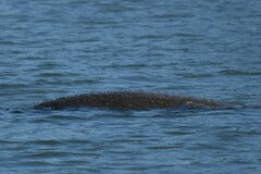 Trichechus manatus