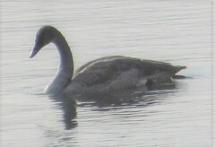 Cygnus columbianus