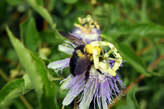 Xylocopa virginica