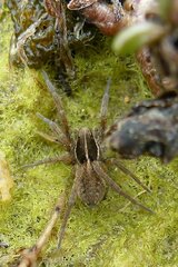 Pardosa purbeckensis