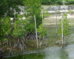 Rhizophora