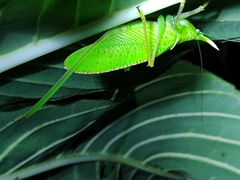 Copiphora rhinoceros