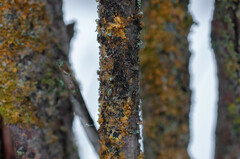 Xanthoriicola physciae