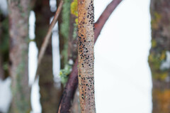 Trimmatostroma salicis