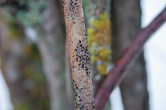 Trimmatostroma salicis