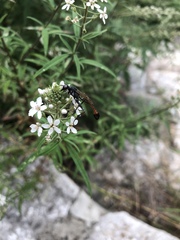 Lysimachia pentapetala