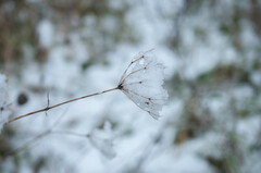 Anthriscus sylvestris