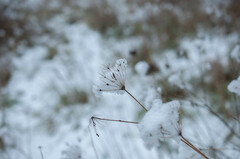 Anthriscus sylvestris