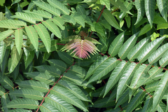 Ailanthus altissima