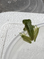 Espadarana prosoblepon