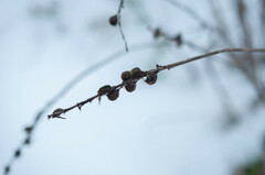 Onobrychis viciifolia