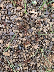 Pogonomyrmex barbatus