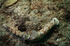 Hypselodoris tryoni