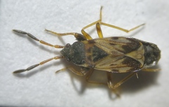 Scolopostethus thomsoni