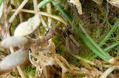 Pardosa purbeckensis